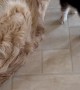 Golden Retriever Cares For Baby Goat