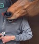 A Sweet Moment Between Horse and Human