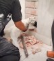 Police rescue cat trapped inside a wall