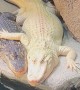 Alligators Cuddle at Georgia Aquarium