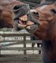 Horses Share Toothy Kiss