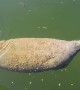 Farting Manatee Becomes A Manatoot