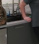 Person Playfully Pranks Bengal Cat