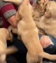 Golden Retriever Puppies Reunite With Nurse Who Delivered Them