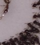 Ants Appear to Hold Funeral for Their Queen