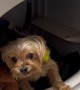 Yorkie Goes Feral For Warm Dryer