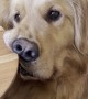 Golden Creates Funny Face Asking for Food