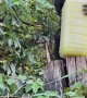 Monkey Runs Off With Stolen Sugarcane Juice