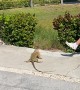 Iguana Has a Strong Whip