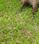 Baby Sloth Touches Grass For First Time