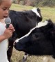 Little Cow Has the Perfect Answer During Interview