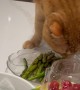 Cat Tries to Bury My Asparagus