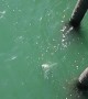 Fisherman Catches a Great White and Cuts it Free
