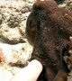 Octopus Grabs My Hand and Takes Me for a Walk