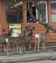 Deer Line Up At Drive Thru For Tacos