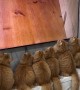 Orange Cats Watch TV
