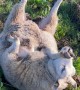 What to Do If You See a Sheep Stuck on Its Back