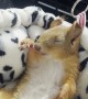 Squirrel Takes a Nap During Drive