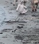 French Bulldog Puppy Stumbles While Playing