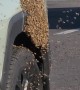 Bees Swarm SUV in Parking Lot