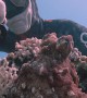 Diver Gets Up Close With a Well-Hidden Octopus