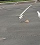 Seagulls Play Keep Away With Woman's Fast Food Order