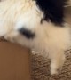Munchkin Cat Slides Into Cardboard Box