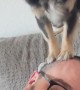 Little Dog Gives Head Massage