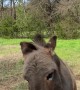 Donkey Goes Crazy for Peg-Legged Pirate Chicken