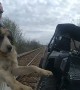 Police rescue injured dog from train tracks