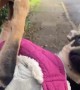 Chihuahua Does Yoga To Avoid Walking