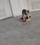 Kitten Rides a Skateboard