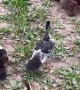 Pup Crawls Alongside Waddling Ducks