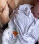 Baby Prefers the Dog's Lap to the Mother's