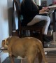 Thirsty Dog's Noisy Drinking Disrupts Work Meeting