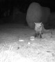 Neighbour's Cat Tries Eating Fox's Dinner