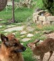 Two Gentle Dogs Watch Over a Rescued Fawn