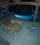 Bear Takes Nighttime Swim In California Pool