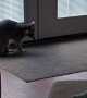 Pet Raccoon Chases Its Tail