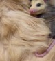 Lost Baby Possum Burrows In Furry Cat