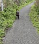 Dog Fakes Injury So Walk Doesn't End
