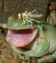 Tree Frog Brushes Away Pesky Locust