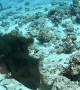 Titan Triggerfish vs Octopus