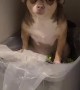 Chihuahua Caught Getting Into Garbage
