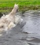 Horse Suddenly Decides He Needs a Bath