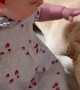 Dog Get's A Little Overexcited Around Baby