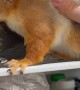 Baby Squirrel Forages In Fridge