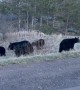 Busy Bear Family Of Five Crosses Road