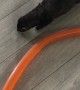 Playful Ferrets Have Fun With a Tube Balloon