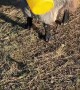 Gary The Goat Gets Bucket Stuck On Head